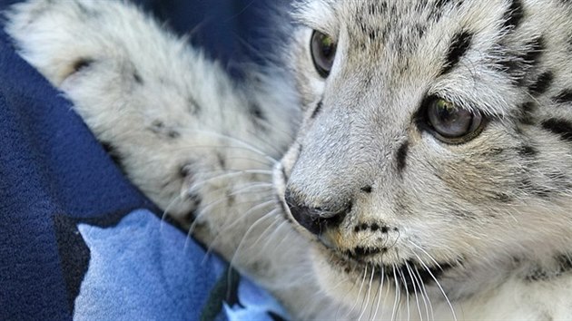 V plzesk zoologick zahrad se podailo po pti letech odchovat mld levharta snnho. Samika dostala jmno Chandra - slovo pochzejc z hindtiny znamen svtc nebo zc. (2. ervence 2015)