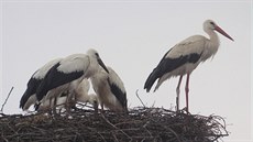 V�ech �est jedinc� sou�asn� se do hnízda prakticky nevejde.