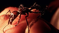 Mravenec Paraponera clavata hochm vstup do dosplosti poádn znepíjemní.