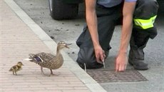 Záchrana kachni�ek