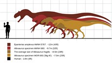 Porovnání velikosti lovka s nkolika nálezy allosaur.