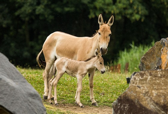 Dalí návtvníky by do ostravské ZOO mohlo pivést  mlád vzácné oslice...