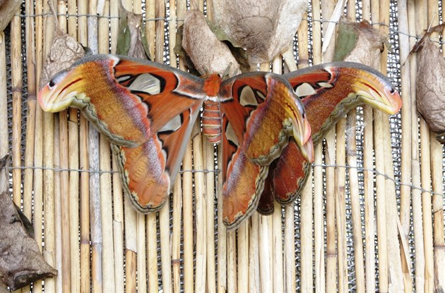 Páení motýl Attacus atlas v trojské botanické zahrad.