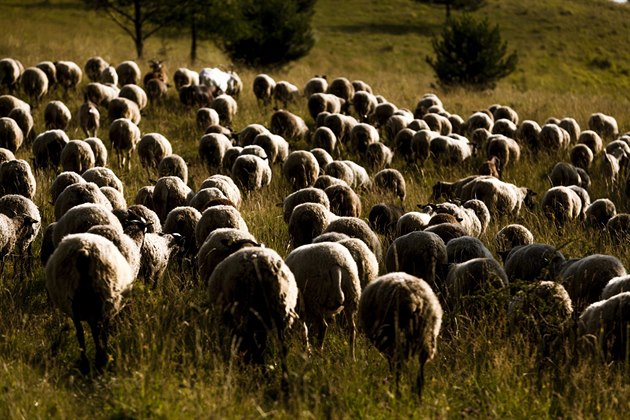 LETNÍ JÍZDA: Ovce na pastv, Raná