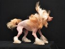 Čínský chocholatý pes vznikl pravděpodobně genetickou mutací. V Číně byl známý...