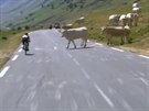 Cyklista málem vjel do stáda krav. Kuriozita z 11. etapy Tour