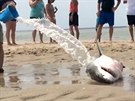 Než se podařilo zkoordinovat záchrannou akci, polévali žraloka na písku mořskou...