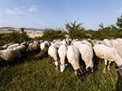 LETNÍ JÍZDA: Pasta, ovce, kozy, spásání, CHKO, pastevec, pastýka