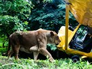 Zoo ve Dvo�e Kr�lov� nad Labem otev�ela lv� safari.