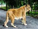 Zoo ve Dvo�e Kr�lov� nad Labem otev�ela lv� safari.