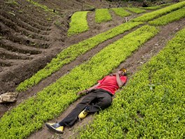 Coca farmer Alfredo Mosco, 44, who had polished off a bottle of cane liquor by...