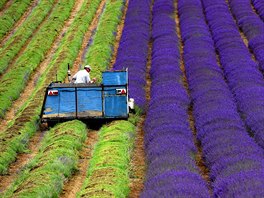 LEVANDULE. Traktorista projídí plantáí levandulí v západním Sussexu. V Anglii...