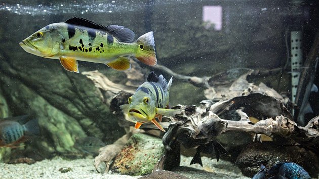 Rybsk muzeum ve vodansk kole. Na snmku je akvrium exotickch sladkovodnch ryb.