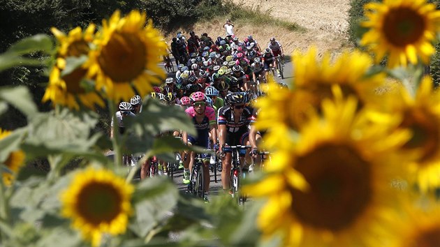 Cyklistick peloton Tour de France projd mezi lny slunenic.