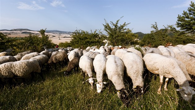 LETNÍ JÍZDA: Pasta, ovce, kozy, spásání, CHKO, pastevec, pastýřka