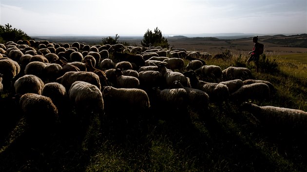 LETNÍ JÍZDA: Pasta, ovce, kozy, spásání, CHKO, pastevec, pastýřka