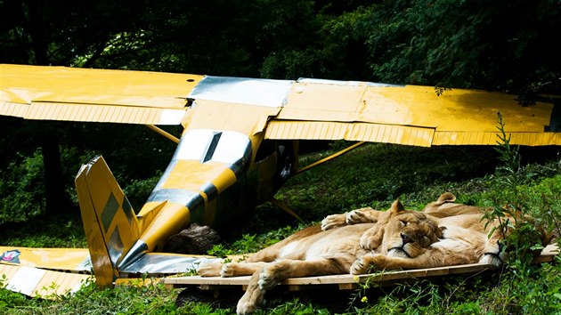 Zoo ve Dvoe Krlov nad Labem otevela lv safari.