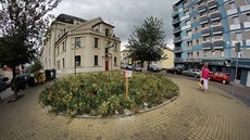 Jaké kv�tiny je pot�eba zasadit na ja�e? (Snímek je z okrasných polí v Jarom��i)