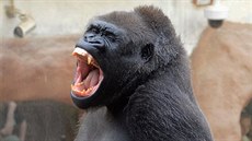Shinda, vedoucí samice gorilí skupiny v Zoo Praha, je tropickým mlením...