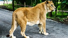 Návtvníci v novém safari uvidí dv lví smeky.