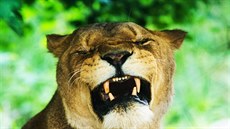Návtvníci v novém safari uvidí dv lví smeky.