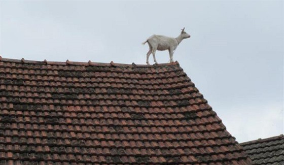 Kozlík šikula se dostal až na hřeben střechy stodoly. V tu chvíli byl ve výšce...
