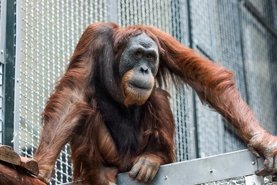 trnáctiletý orangutaní samec Pagy je nádherné a chovatelsky cenné zvíe. V...