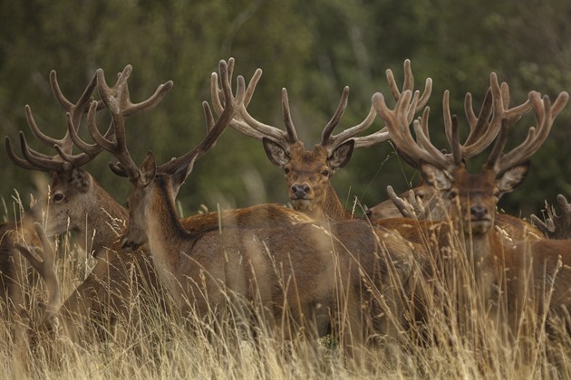 K novele mysliveckého zákona se sešlo 400 připomínek, vadí lov lukem i honitby