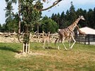 Zoo otevela dalí kus safari. Lidé vjedou k irafám a antilopám