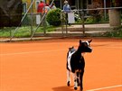 Na tenisov�ch kurtech Cibulka chov� Jan P�seck� krom� prasete i dal�� zv��ata.