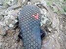 Typický  vzorek na podráce bot Vivobarefoot drí pomrn dobe i na mokru.