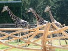 Olomoucká zoologická zahrada na Svatém Kopeku otevela druhou ást safari,...