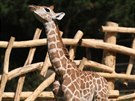 Olomouck zoologick zahrada na Svatm Kopeku otevela druhou st safari,...