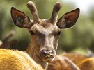 LETNÍ JÍZDA: Farma Racov, lesní zv, la, jelen evropský, muflon, dank