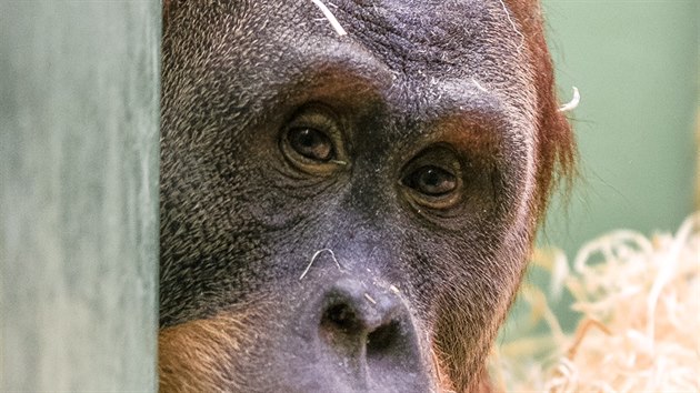 Do pražské zoo se 24. července 2015 po pěti letech vrátil z Bratislavy čtrnáctiletý samec orangutana sumaterského Pagy.