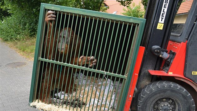 Orangutaní samec Pagy právě přicestoval do Prahy a v transportní bedně míří do pavilonu Indonéská džungle v hodní části pražské zoo.