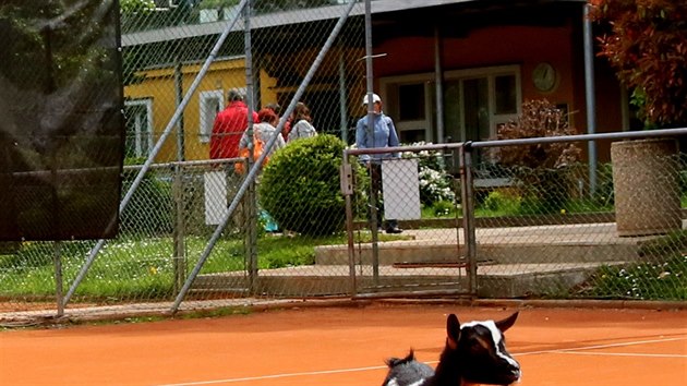 Na tenisovch kurtech Cibulka chov Jan Pseck krom prasete i dal zvata.