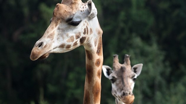 Olomouck zoologick zahrada na Svatm Kopeku otevela druhou st safari, kter zve na projku vlkem do africk divoiny s antilopami a irafami.