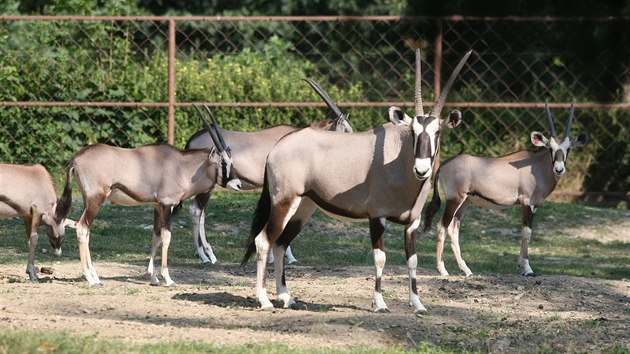 Olomouck zoologick zahrada na Svatm Kopeku otevela druhou st safari, kter zve na projku vlkem do africk divoiny s antilopami a irafami.