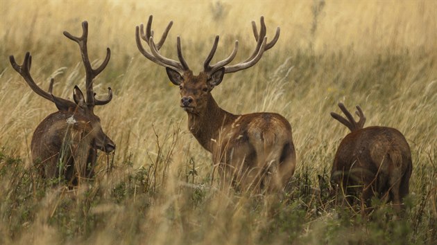 LETN JZDA: Farma Racov, lesn zv, la, jelen evropsk, muflon, dank