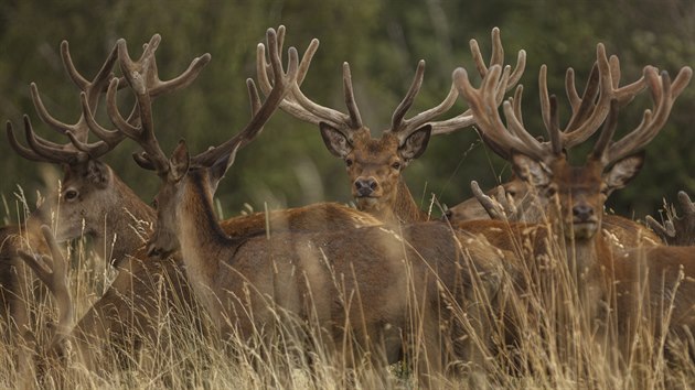 LETN JZDA: Farma Racov, lesn zv, la, jelen evropsk, muflon, dank