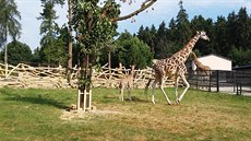 Zoo otevela dalí kus safari. Lidé vjedou k irafám a antilopám