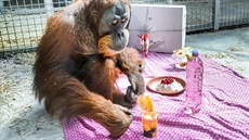 Ve tvrtek 23. ervence orangutaní samec Pagy v Bratislav oslavil své 14....