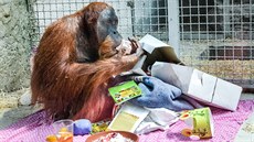 Ve tvrtek 23. ervence orangutaní samec Pagy v Bratislav oslavil své 14....