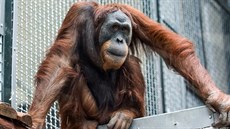 trnáctiletý orangutaní samec Pagy je nádherné a chovatelsky cenné zvíe. V...