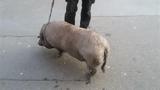 Prase uteklo a b�halo p�ed tramvají v Praze.