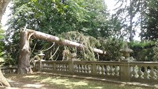 V zámeckém parku v Buchlovicích popadalo pi bouce nkolik strom.