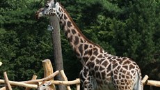 Olomoucká zoologická zahrada na Svatém Kopeku otevela druhou ást safari,...