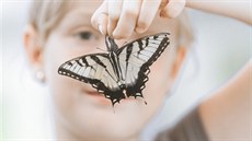 Atrophaneura semperi z Filipín.