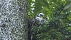 LETNÍ JÍZDA: Mlád� �ápa �erného u Borové Lady na Prachaticku